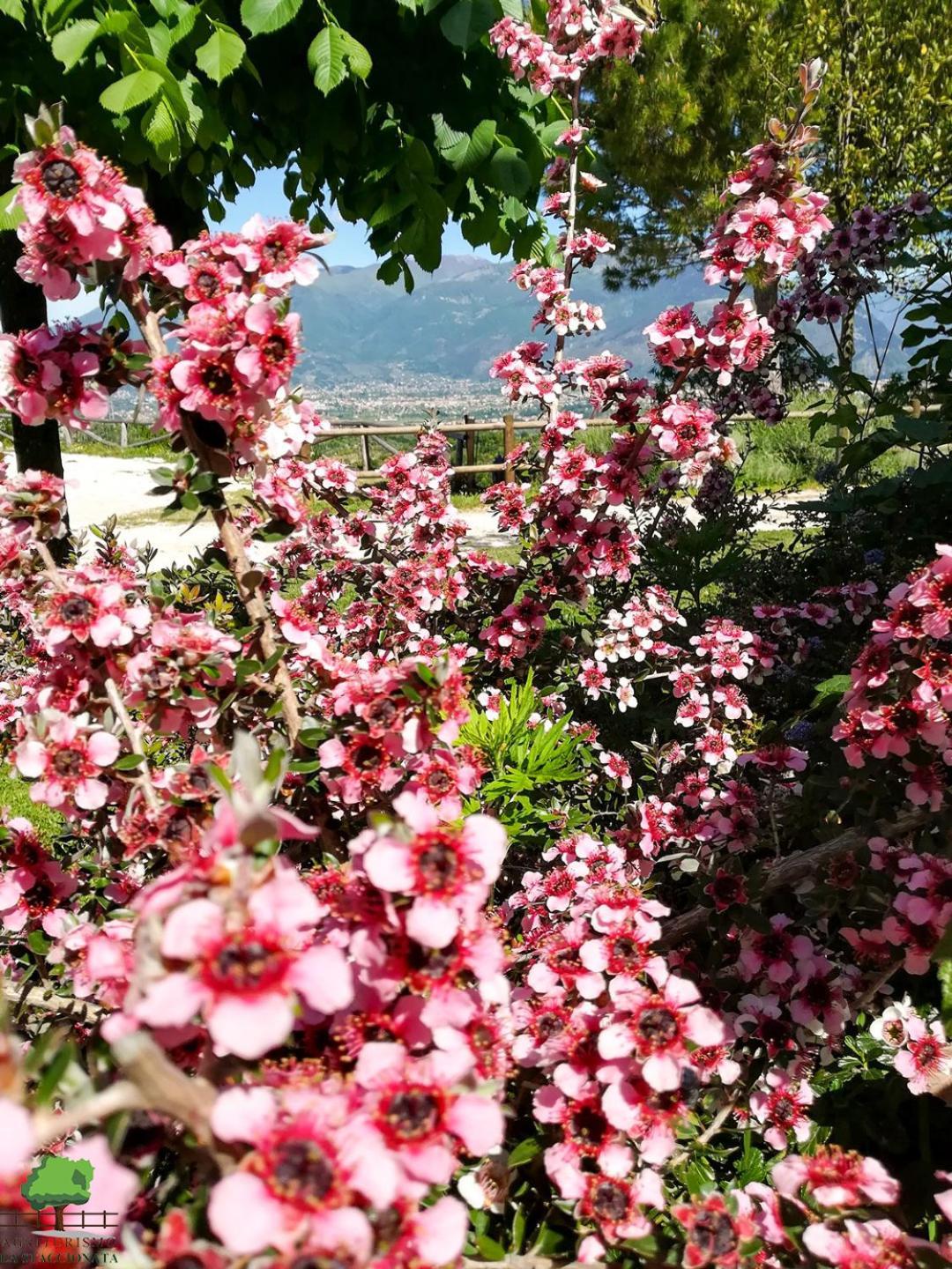 Villa La Staccionata à Arpino Extérieur photo